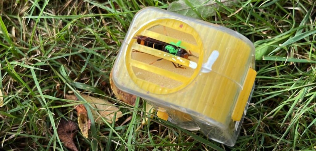 Gemerkte Aziatisch Hoornaar in merkkooi